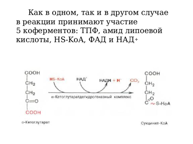   Как в одном, так и в другом случае в реакции принимают участие 5 коферментов: ТПФ, амид липоевой кислоты, HS-KoA, ФАД и НАД + 