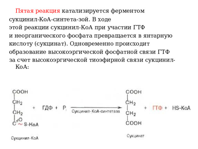  Пятая реакция  катализируется ферментом сукцинил-КоА-синтета-зой. В ходе этой реакции сукцинил-КоА при участии ГТФ и неорганического фосфата превращается в янтарную кислоту (сукцинат). Одновременно происходит образование высокоэргической фосфатной связи ГТФ за счет высокоэргической тиоэфирной связи сукцинил-КоА:   
