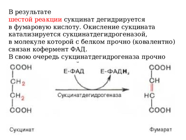 В результате шестой реакции  сукцинат дегидрируется в фумаровую кислоту. Окисление сукцината катализируется сукцинатдегидрогеназой, в молекуле которой с белком прочно (ковалентно) связан кофермент ФАД. В свою очередь сукцинатдегидрогеназа прочно связана с внутренней ми-тохондриальной мембраной. 