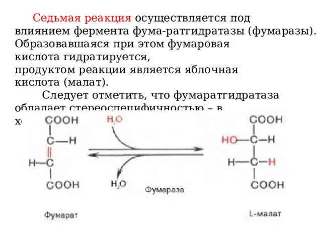  Седьмая реакция  осуществляется под влиянием фермента фума-ратгидратазы (фумаразы). Образовавшаяся при этом фумаровая кислота гидратируется, продуктом реакции является яблочная кислота (малат).  Следует отметить, что фумаратгидратаза обладает стереоспецифичностью – в ходе реакции образуется L-яблочная кислота: 
