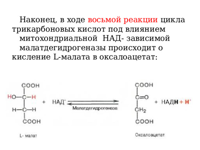  Наконец, в ходе восьмой реакции цикла трикарбоновых кислот под влиянием митохондриальной НАД- зависимой малатдегидрогеназы происходит о кисление L-малата в оксалоацетат: 
