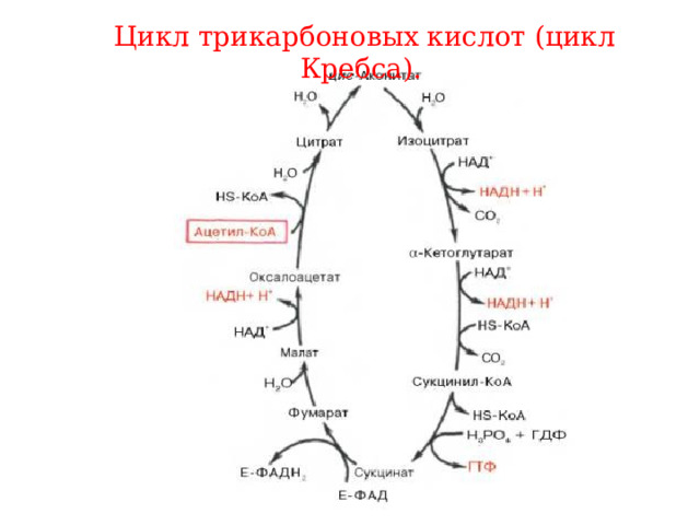 Цтк биохимия схема