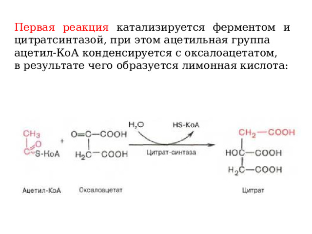 Первая реакция катализируется ферментом и цитратсинтазой, при этом ацетильная группа ацетил-КоА конденсируется с оксалоацетатом, в результате чего образуется лимонная кислота: 