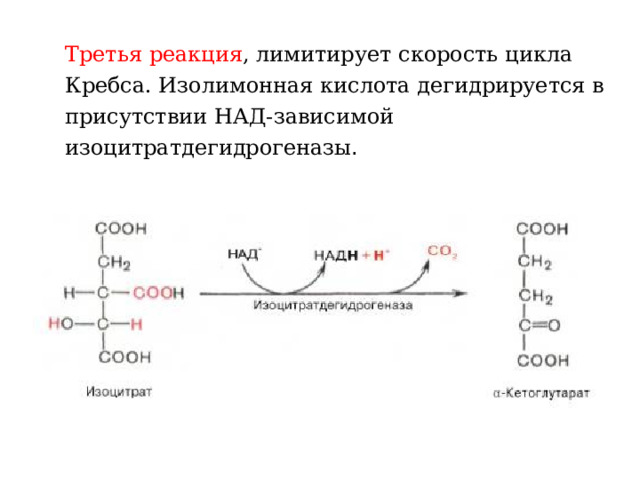 Биологическая роль цикла кребса. Цикл Кребса реакции. Над зависимые реакции в цикле Кребса. Изоцитратдегидрогеназа кофермент витамина. Изолимонная кислота.