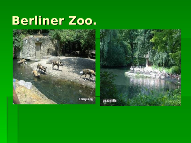 Berliner Zoo. 