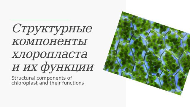 Структурные компоненты хлоропласта и их функции Structural components of chloroplast and their functions  