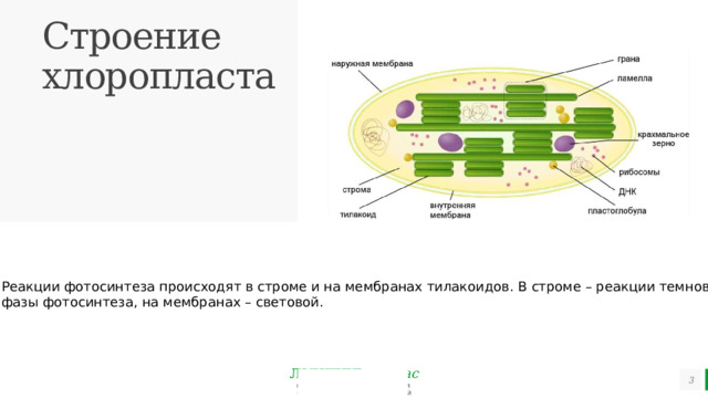 Строение хлоропласта Реакции фотосинтеза происходят в строме и на мембранах тилакоидов. В строме – реакции темновой фазы фотосинтеза, на мембранах – световой.   