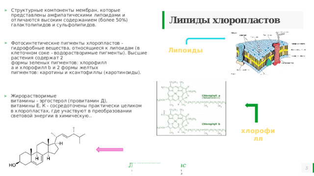Структурные компоненты мембран, которые представлены амфипатическими липоидами и отличаются высоким содержанием (более 50%) галактолипидов и сульфолипидов. Липиды хлоропластов Фотосинтетическне пигменты хлоропластов - гидрофобные вещества, относящиеся к липоидам (в клеточном соке - водораствори­мые пигменты). Высшие растения содержат 2 формы зеленых пигментов: хлорофилл а и хлорофилл b и 2 формы желтых пигментов: каротины и ксантофиллы (каротиноиды). Липоиды Жирорастворимые витамины - эргостерол (провитамин Д), витамины Е, К - сосредоточены практически целиком в хлоро­пластах, где участвуют в преобразовании световой энергии в химическую. . хлорофилл Эргостерол   