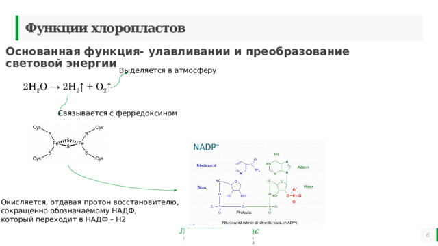 Функции хлоропластов Основанная функция- улавливании и преобразование световой энергии Выделяется в атмосферу Синтез АТФ Связывается с ферредоксином Окисляется, отдавая протон восстановителю, сокращенно обозначаемому НАДФ, который переходит в НАДФ – Н2   