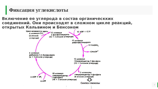 Фиксация углекислоты Включение ее углерода в состав органическких соединений. Они происходят в сложном цикле реакций, открытых Кальвином и Бенсоном   