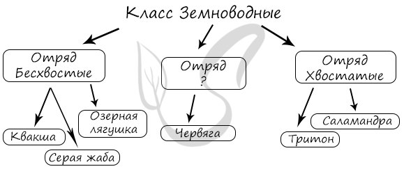 Заполните схему класс земноводные