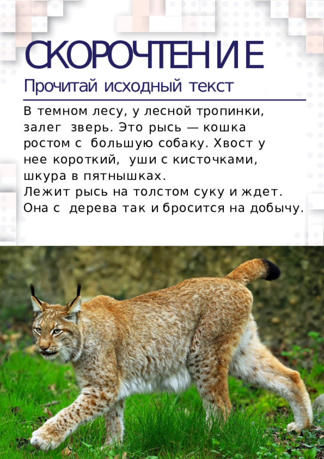 СКОРОЧТЕН И Е Прочитай  исходный  текст В  темном  лесу,  у  лесной  тропинки,  залег  зверь. Это рысь — кошка ростом с  большую собаку. Хвост у нее короткий,  уши  с  кисточками,  шкура  в  пятнышках. Лежит  рысь  на  толстом  суку  и  ждет.  Она  с  дерева  так  и  бросится  на  добычу.  