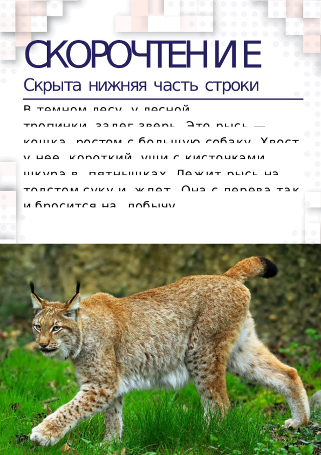 СКОРОЧТЕН И Е Скрыта  нижняя  часть  строки В  темном  лесу,  у  лесной тропинки, залег зверь. Это рысь — кошка  ростом с большую собаку. Хвост у нее  короткий, уши с кисточками, шкура в  пятнышках.  Лежит  рысь  на  толстом  суку  и  ждет. Она с дерева так и бросится на  добычу.  