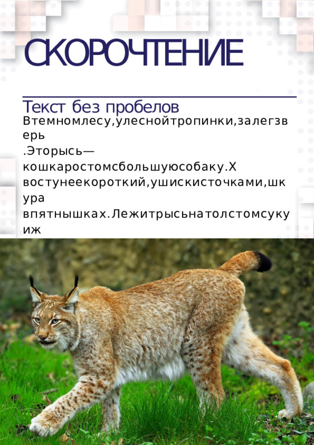 СКОРОЧТЕНИЕ  Текст  без  пробелов Втемномлесу,улеснойтропинки,залегзверь .Эторысь—кошкаростомсбольшуюсобаку.Х востунеекороткий,ушискисточками,шкура  впятнышках.Лежитрысьнатолстомсукуиж  дет.Онасдереватакиброситсянадобычу.  
