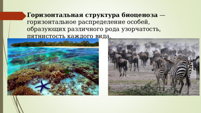 Горизонтальная структура биоценоза  — горизонтальное распределение особей, образующих различного рода узорчатость, пятнистость каждого вида. 