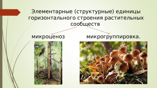 Элементарные (структурные) единицы горизонтального строения растительных сообществ   микроценоз микрогруппировка. 