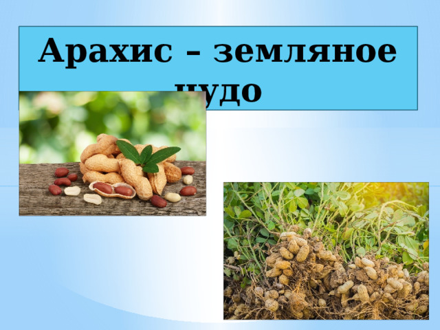 день арахиса 13 сентября картинки
