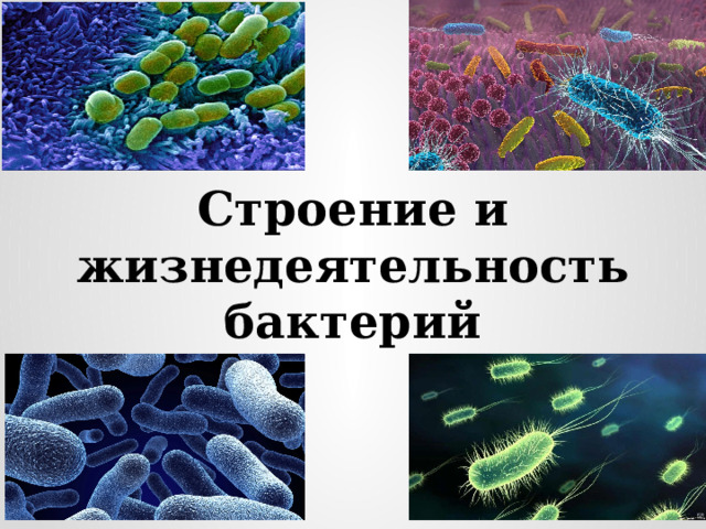 Строение и жизнедеятельность бактерий 