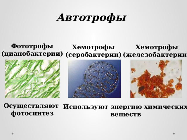 Автотрофы Фототрофы (цианобактерии) Хемотрофы Хемотрофы (серобактерии) (железобактерии)  Осуществляют фотосинтез Используют энергию химических веществ  