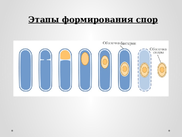 Этапы формирования спор 