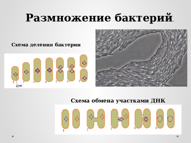 Процесс размножения бактерий Процесс размножения бактерий