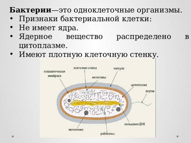 Ядерное вещество у бактерий расположено в. Строение и жизнедеятельность бактерий. Признаки бактерий. Признаки бактериальной клетки. Клетка бактерии имеет ядро.