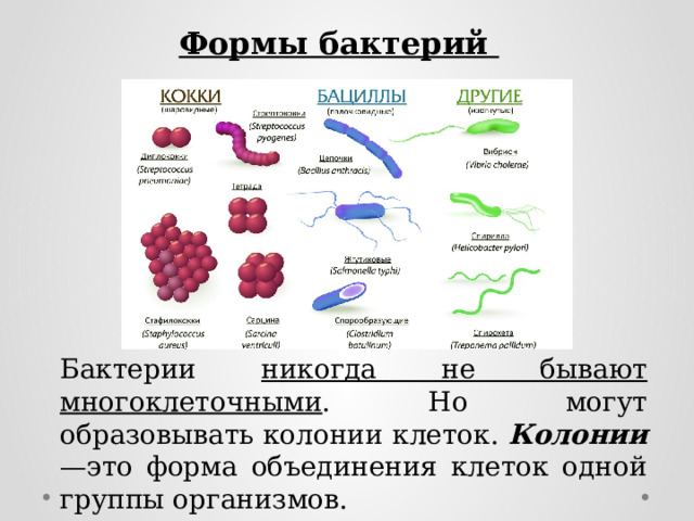 Формы бактерий Бактерии никогда не бывают многоклеточными . Но могут образовывать колонии клеток. Колонии —это форма объединения клеток одной группы организмов. 