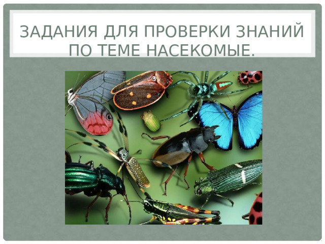 Задания для проверки знаний по теме насекомые. 