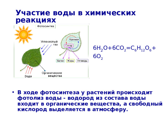 Участие воды в химических реакциях 6H 2 O+6CO 2 =C 6 H 12 O 6 + 6O 2 В ходе фотосинтеза у растений происходит фотолиз воды - водород из состава воды входит в органические вещества, а свободный кислород выделяется в атмосферу.  