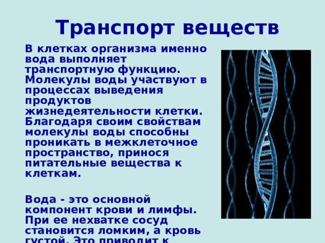 Транспорт веществ В клетках организма именно вода выполняет транспортную функцию. Молекулы воды участвуют в процессах выведения продуктов жизнедеятельности клетки. Благодаря своим свойствам молекулы воды способны проникать в межклеточное пространство, принося питательные вещества к клеткам.  Вода - это основной компонент крови и лимфы. При ее нехватке сосуд становится ломким, а кровь густой. Это приводит к местным  кровоизлияниям и тромбозу. 