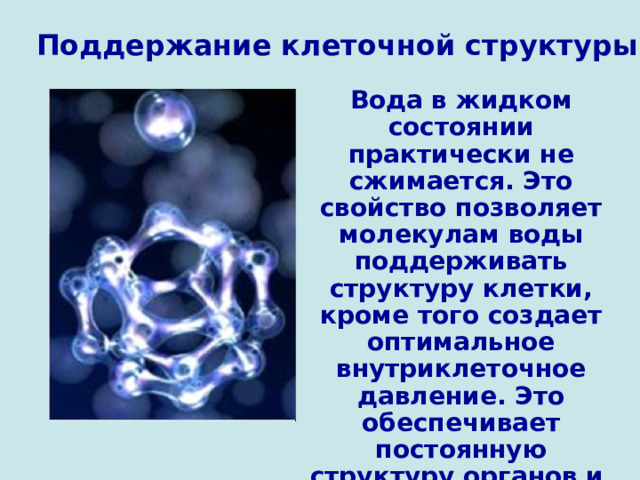 Поддержание клеточной структуры Вода в жидком состоянии практически не сжимается. Это свойство позволяет молекулам воды поддерживать структуру клетки, кроме того создает оптимальное внутриклеточное давление. Это обеспечивает постоянную структуру органов и тканей. 