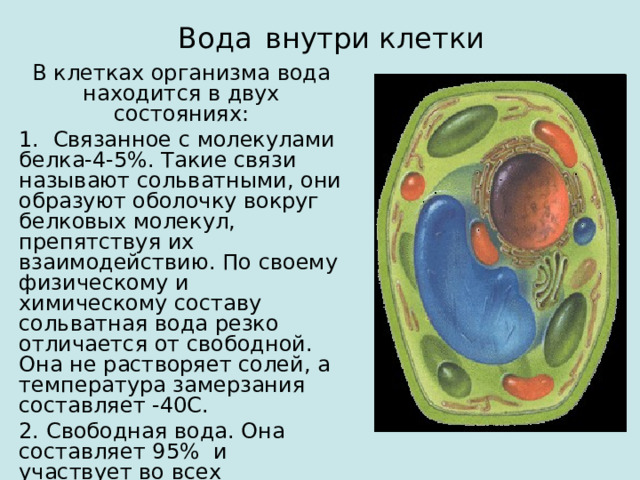 Вода  внутри клетки В клетках организма вода находится в двух состояниях: 1. Связанное с молекулами белка-4-5%. Такие связи называют сольватными, они образуют оболочку вокруг белковых молекул, препятствуя их взаимодействию. По своему физическому и химическому составу сольватная вода резко отличается от свободной. Она не растворяет солей, а температура замерзания составляет -40C. 2. Свободная вода. Она составляет 95% и участвует во всех перечисленных процессах. 