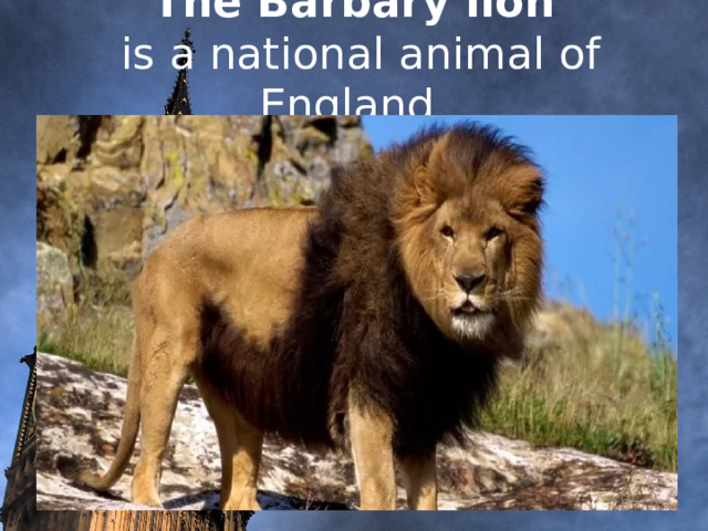 The Barbary lion  is a national animal of England      