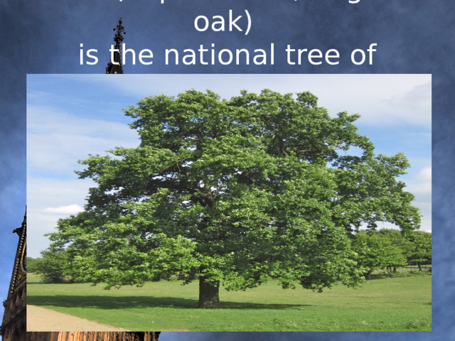 Oak (in particular, English oak)  is the national tree of England.      