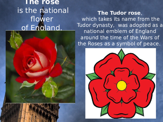 The rose   is the national flower  of England.     The Tudor rose ,  which takes its name from the Tudor dynasty, was adopted as a national emblem of England around the time of the Wars of the Roses as a symbol of peace.          