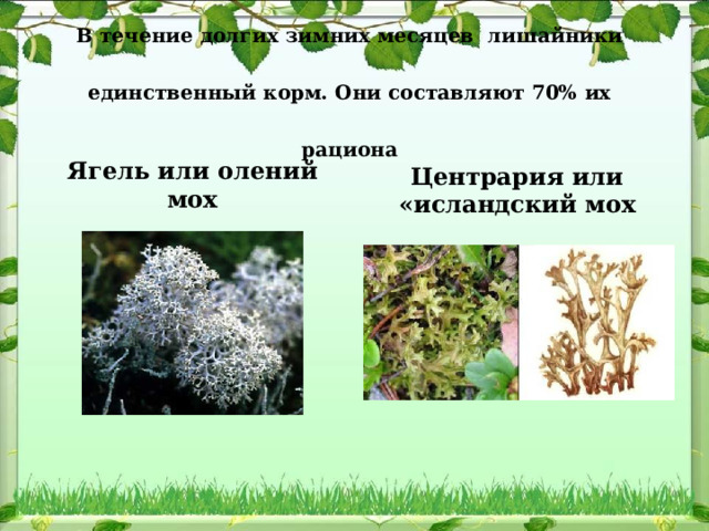 К какой группе относят лишайники. К какой группе относят лишайники. К какой группе относят лишайники. Лишайники относят к. Кустистые лишайники пармелия ягель.