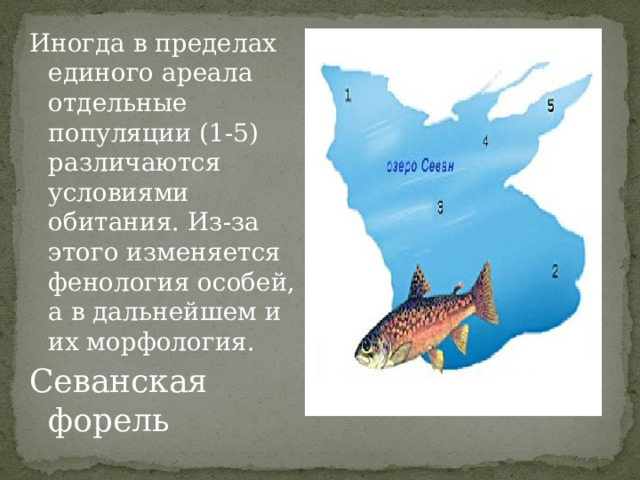 Иногда в пределах единого ареала отдельные популяции (1-5) различаются условиями обитания. Из-за этого изменяется фенология особей, а в дальнейшем и их морфология. Севанская форель 