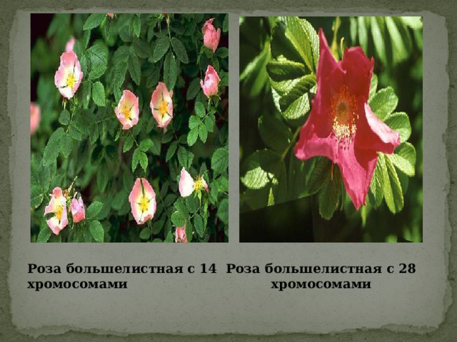   Роза большелистная с 14 Роза большелистная с 28 хромосомами хромосомами 