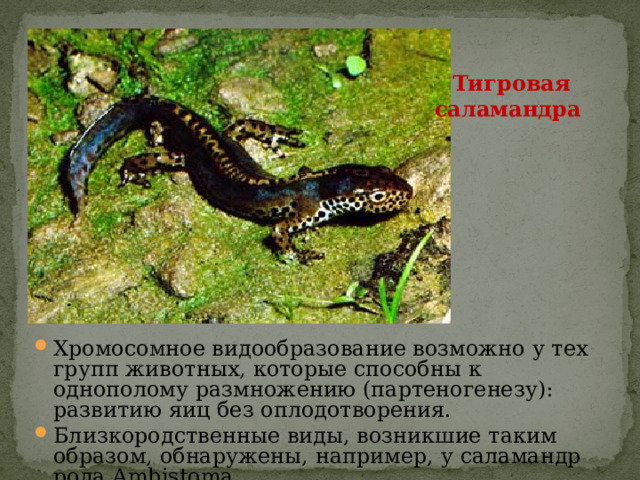   Тигровая саламандра  Хромосомное видообразование возможно у тех групп животных, которые способны к однополому размножению (партеногенезу): развитию яиц без оплодотворения. Близкородственные виды, возникшие таким образом, обнаружены, например, у саламандр рода Ambistoma. 