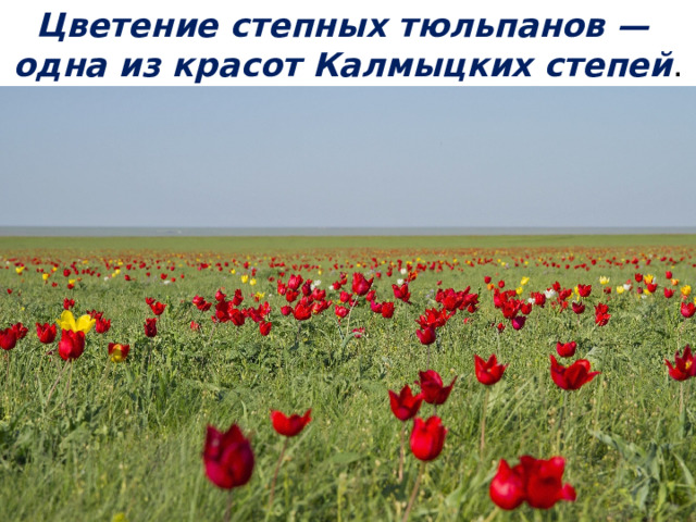 Цветение степных тюльпанов —  одна из красот Калмыцких степей . 