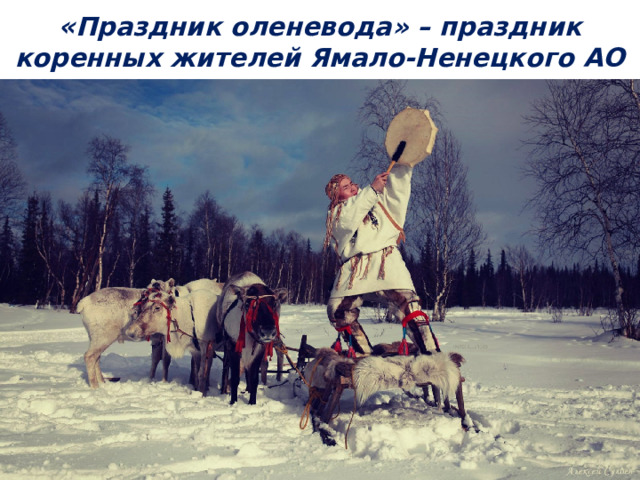 « Праздник оленевода» – праздник коренных жителей Ямало-Ненецкого АО 
