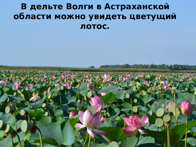 В дельте Волги в Астраханской области можно увидеть цветущий лотос.   