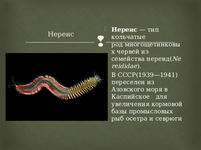 Нереис Нереиc  — тип кольчатые род многощетинковых червей из семейства нереид( Nereididae ). В СССР(1939—1941) переселен из Азовского моря в Каспийское  для увеличения кормовой базы промысловых рыб осетра и севрюги 