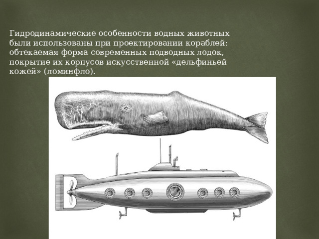 Гидродинамические особенности водных животных были использованы при проектировании кораблей: обтекаемая форма современных подводных лодок, покрытие их корпусов искусственной «дельфиньей кожей» (ломинфло). 