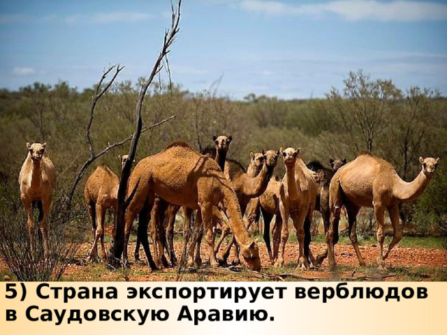 5) Страна экспортирует верблюдов в Саудовскую Аравию. 
