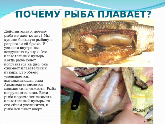 ПОЧЕМУ РЫБА ПЛАВАЕТ?   Действительно, почему рыба не идет ко дну? Мы купили большую рыбину и разрезали ей брюхо. И увидели внутри два воздушных пузыря. Это плавательный пузырь. Когда рыба хочет погрузиться на дно, она сжимает плавательный пузырь. Его объем уменьшается, выталкивающая сила Архимеда становится меньше силы тяжести. Рыба погружается вниз. Если рыба перестанет сжимать плавательный пузырь, то его объем увеличится, и рыба всплывет вверх. 
