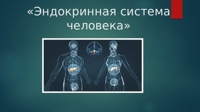 «Эндокринная система человека» 