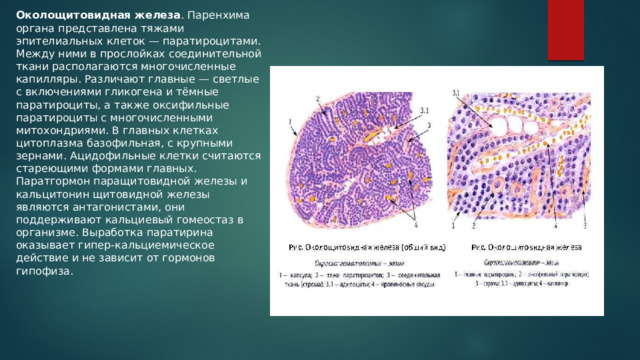 Околощитовидная железа . Паренхима органа представлена тяжами эпителиальных клеток — паратироцитами. Между ними в прослойках соединительной ткани располагаются многочисленные капилляры. Различают главные — светлые с включениями гликогена и тёмные паратироциты, а также оксифильные паратироциты с многочисленными митохондриями. В главных клетках цитоплазма базофильная, с крупными зернами. Ацидофильные клетки считаются стареющими формами главных. Паратгормон паращитовидной железы и кальцитонин щитовидной железы являются антагонистами, они поддерживают кальциевый гомеостаз в организме. Выработка паратиpина оказывает гипер-кальциемическое действие и не зависит от гормонов гипофиза. 
