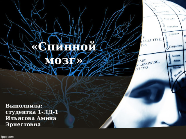 «Спинной мозг» Выполнила: студентка 1-ЛД-1 Ильясова Амина Эрнестовна 