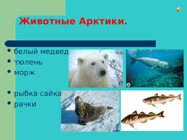 Животные Арктики. белый медведь тюлень морж  рыбка сайка рачки 